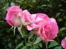 Rose Pink Peace (2011, August 11)