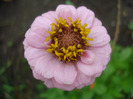 Zinnia elegans (2011, August 11)