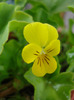 Yellow Trailing Pansy (2011, Aug.11)