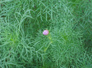 Cosmos bipinnatus (2007, August)