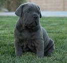 Cane Corso pui