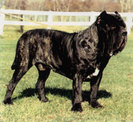 Mastiff