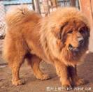 Mastiff tibetan