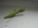 CALUGARITA