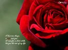 love-wallpaper3