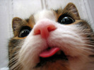 poze-amuzante-animale-pisici-limba