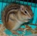 veveritele ataca lumea