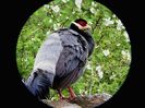 tibetan earedpheasant