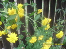 SAM_3045