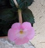 Simbirochka