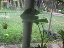 SAM_3057