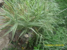 SAM_3070