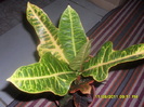 SAM_3107