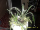 SAM_3108