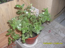 SAM_3135