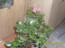 SAM_3137