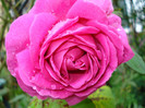 "Mme. Isaac Pereire"