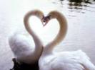 images (1)