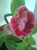 gloxi rosie creata