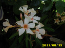 Picture 006