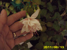 Picture 010