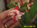 Picture 018