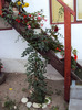 DSC03227