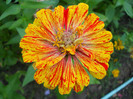 carciumar