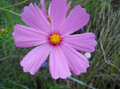 cosmos