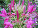 cleome