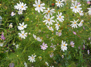 cosmos