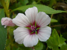 malope a doua inflorire