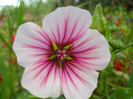 malope