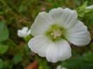 malope