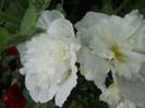 nalba
