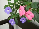 virag 134