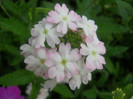 verbine