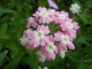 verbine