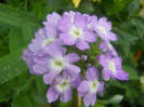verbine