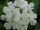 verbine