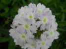 verbine