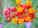 asclepias