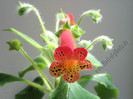 Kohleria Grongoling 6
