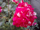 P140811_09.38_[01]