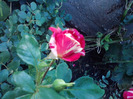 P140811_09.39_[01]