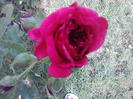 P140811_09.41_[02]