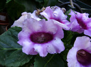 DSC07549