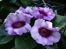 DSC07550
