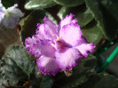 Ozio