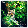 a tiger